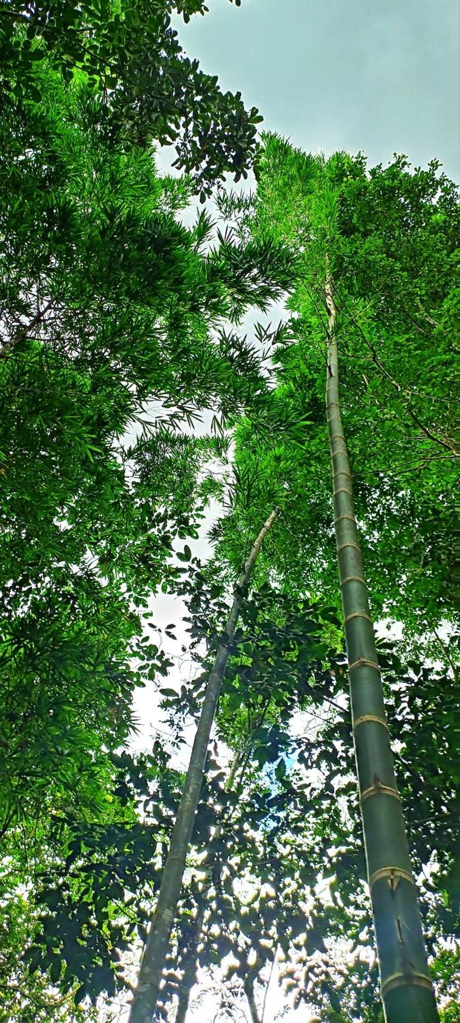 Hotel Ecologico Makalombia La Macarena Extérieur photo